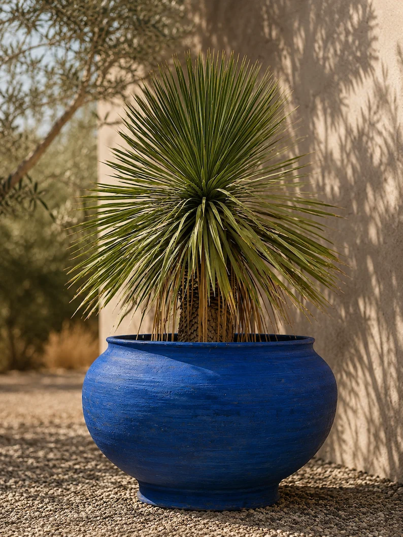 Cotyla bleue plantée dans un jardin