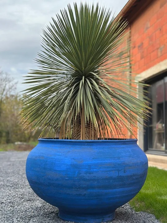 Blue planted COTYLA in a garden